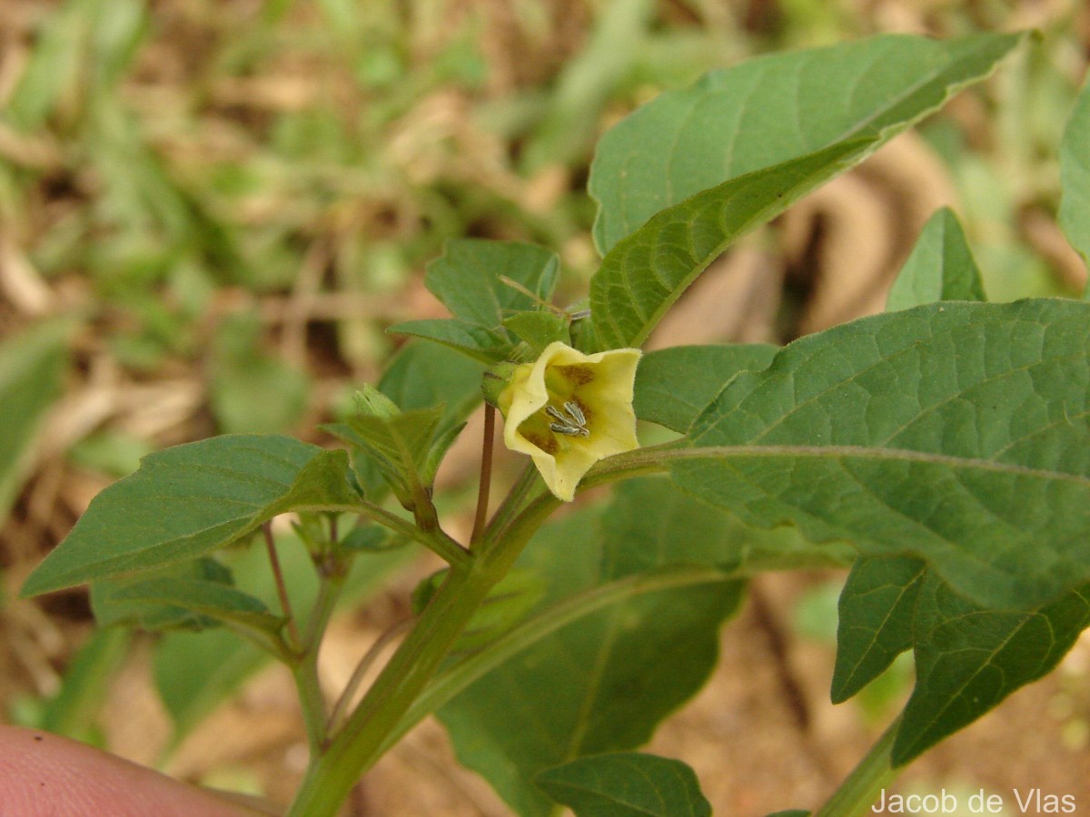 Physalis angulata L.